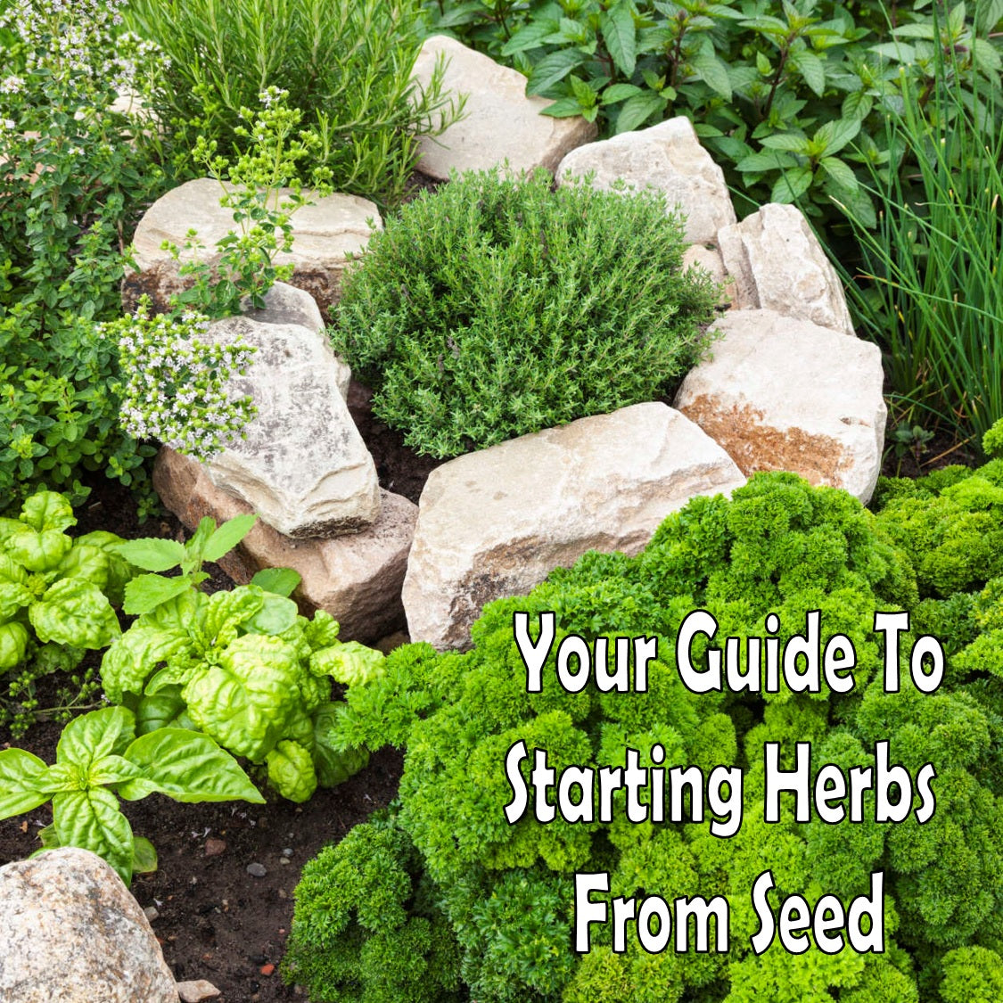 Guide To Growing Herbs From Seed The Incredible Seed Company Ltd 8239