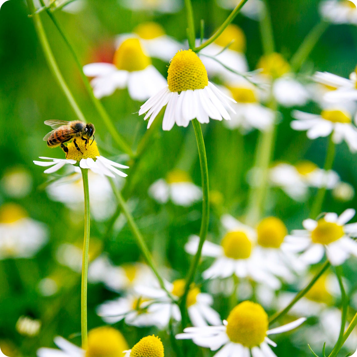 Chamomile Seeds Bodegold