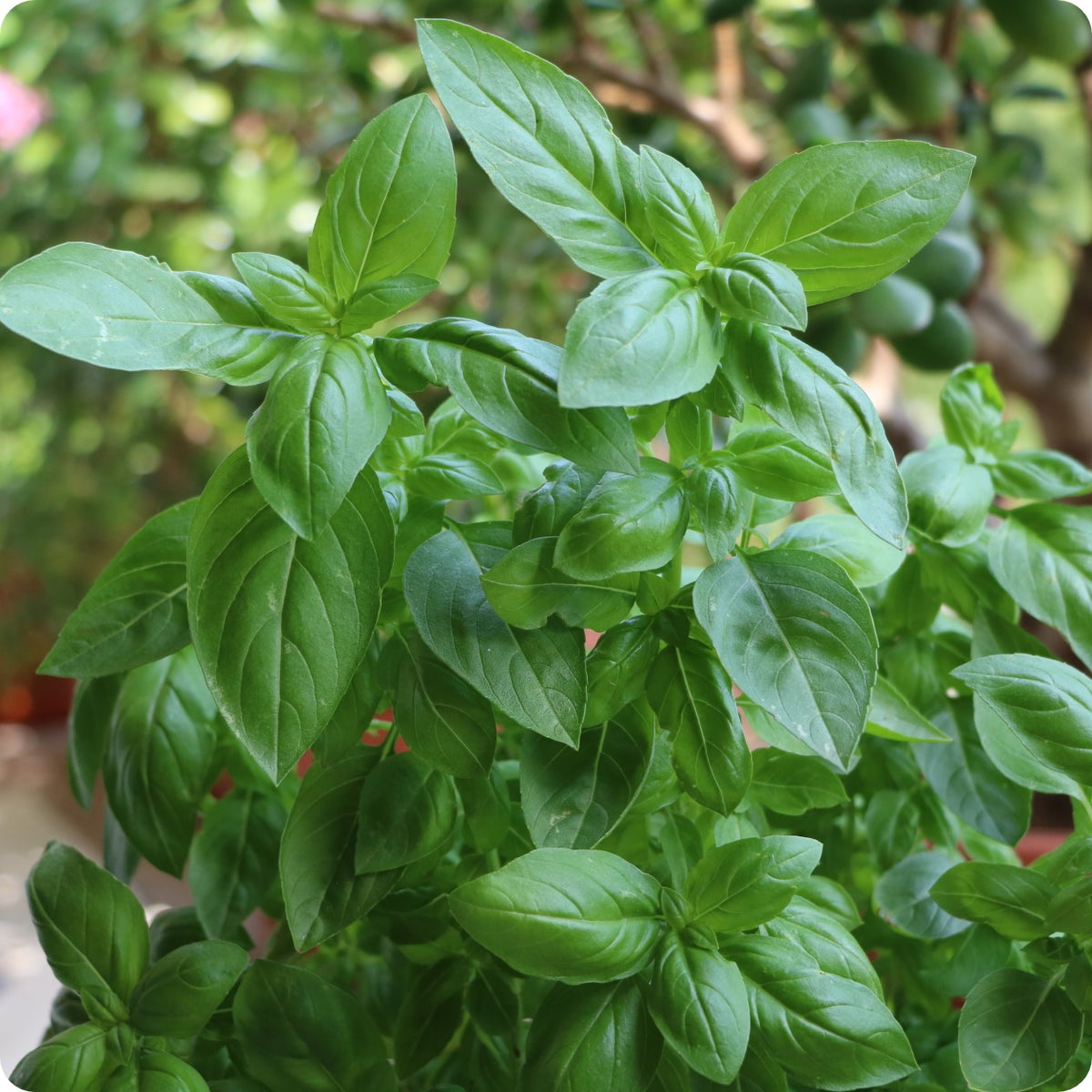 Basil Seeds Genovese Heirloom Untreated NON GMO From