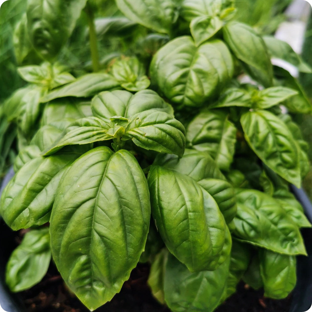 Basil Seeds Italian Large Leaf Heirloom Untreated NON GMO From Canada