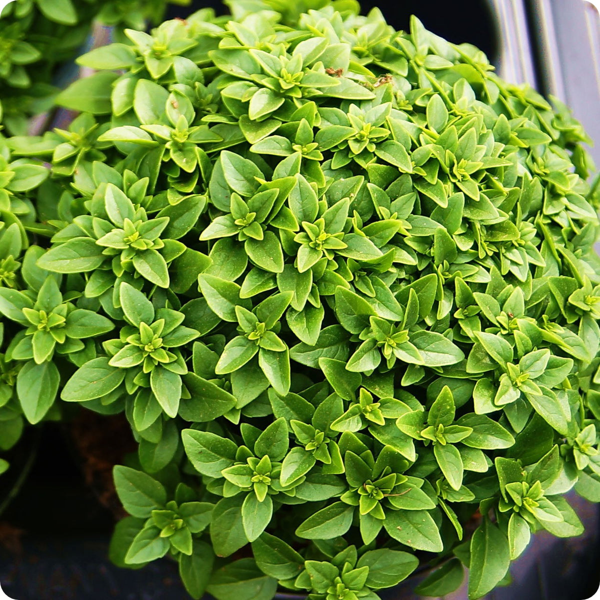 Basil Seeds Spicy Bush Heirloom Untreated NON GMO From Canada