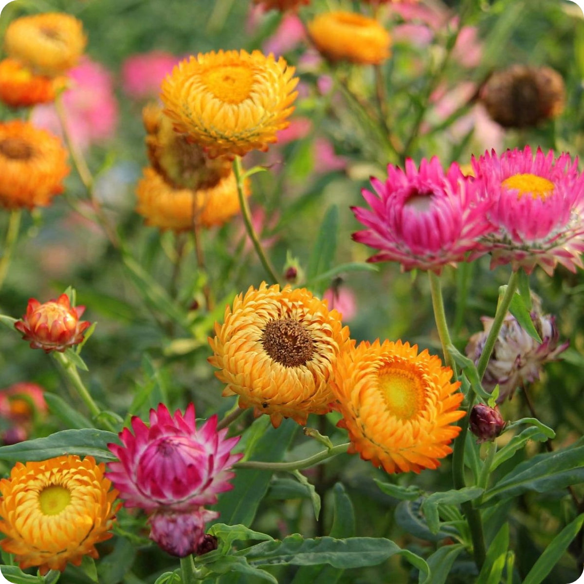 http://www.incredibleseeds.ca/cdn/shop/products/Flower-StrawflowerSultaneMix_1200x1200.jpg?v=1652878503