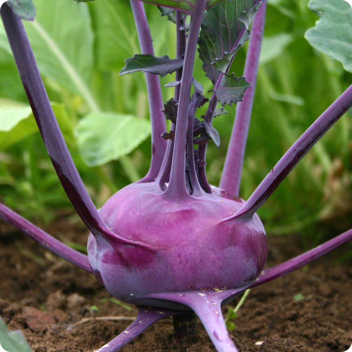 Early Purple Vienna Kohlrabi Seeds – Heirloom Untreated NON-GMO From Canada  – The Incredible Seed Company Ltd