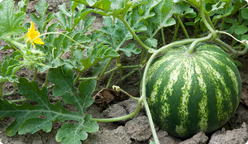 Growing Amazing Cucurbits!