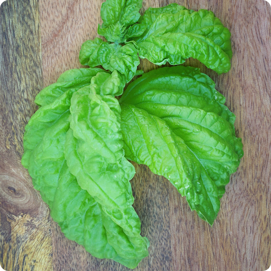 Basil Seeds Mammoth Leaf