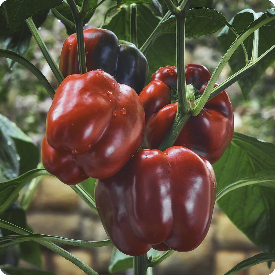 Black & Purple peppers: MINI BELL CHOCOLATE Sweet Pepper
