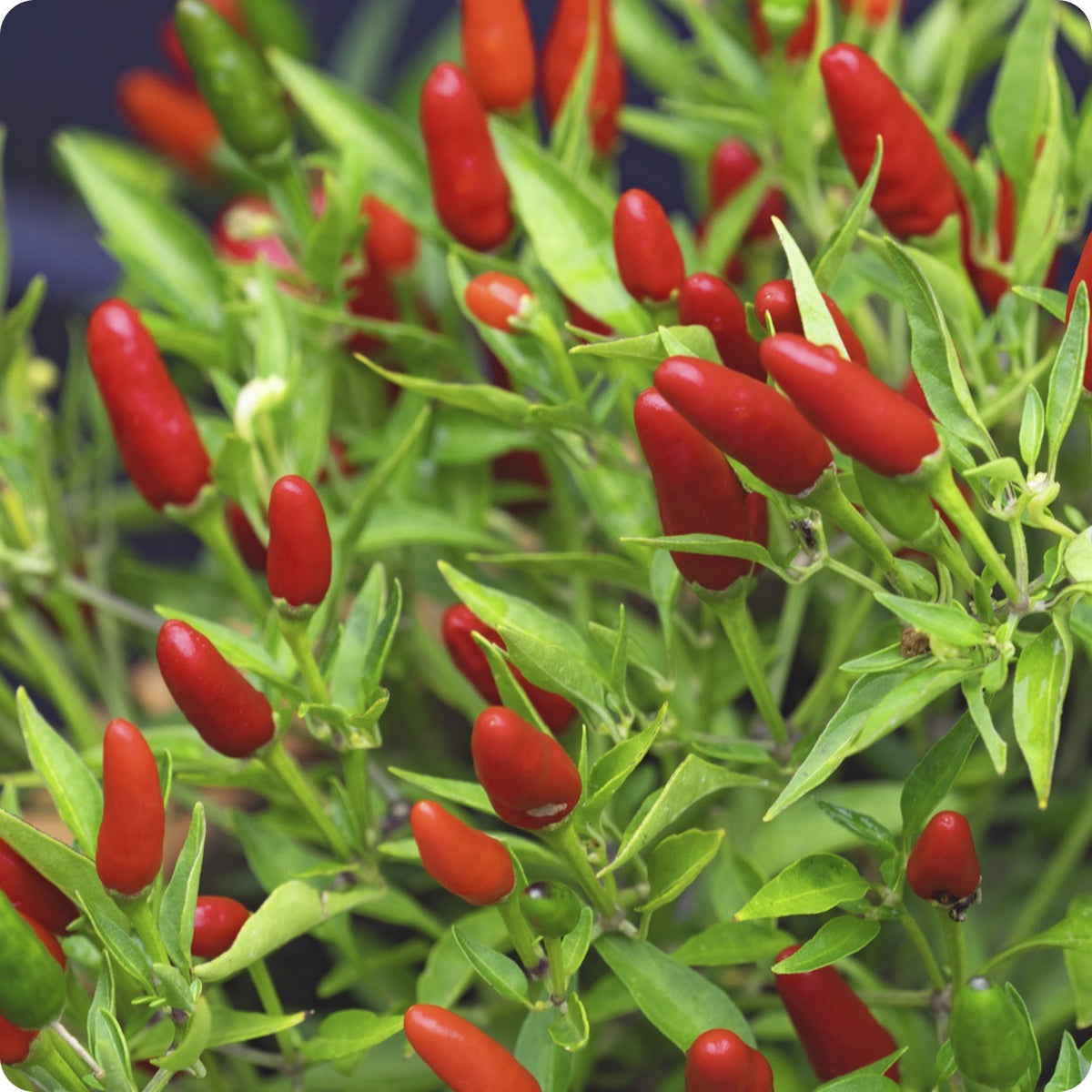 Pepper Seeds, Hot - Thai – The Incredible Seed Company Ltd