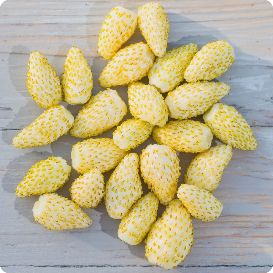 Strawberry Seeds - Yellow Wonder Alpine – The Incredible Seed Company Ltd