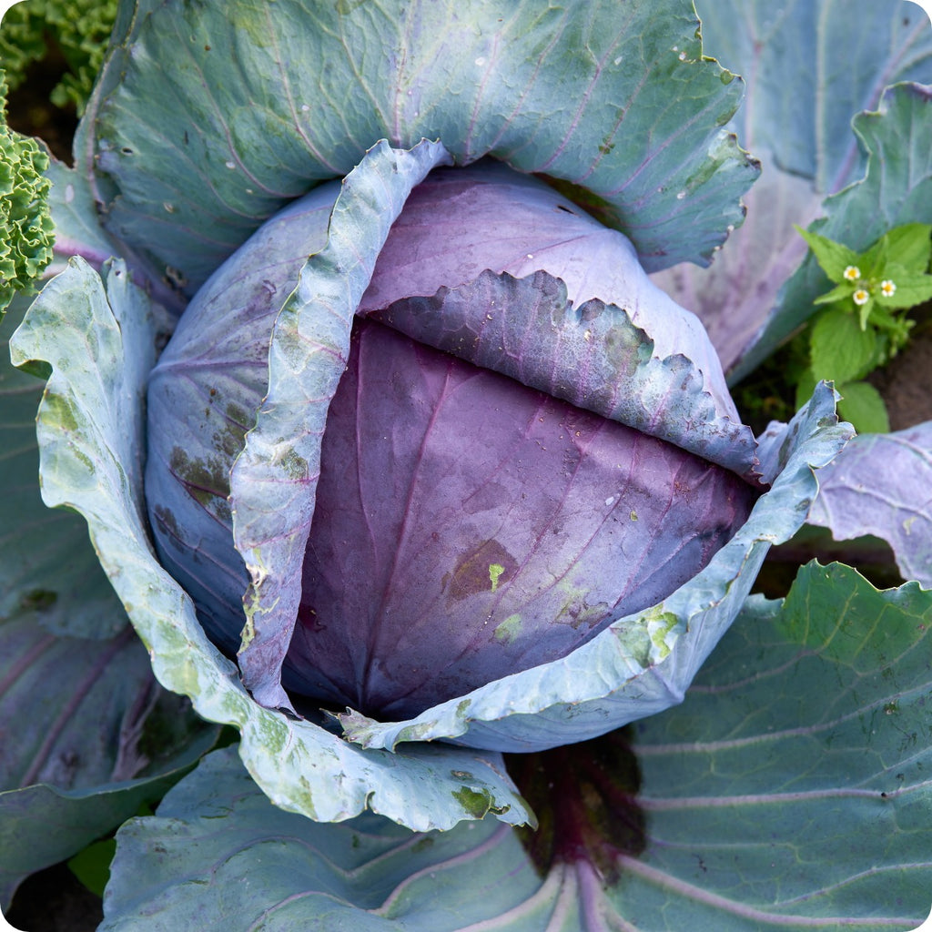 Cabbage - Mammoth Red Rock