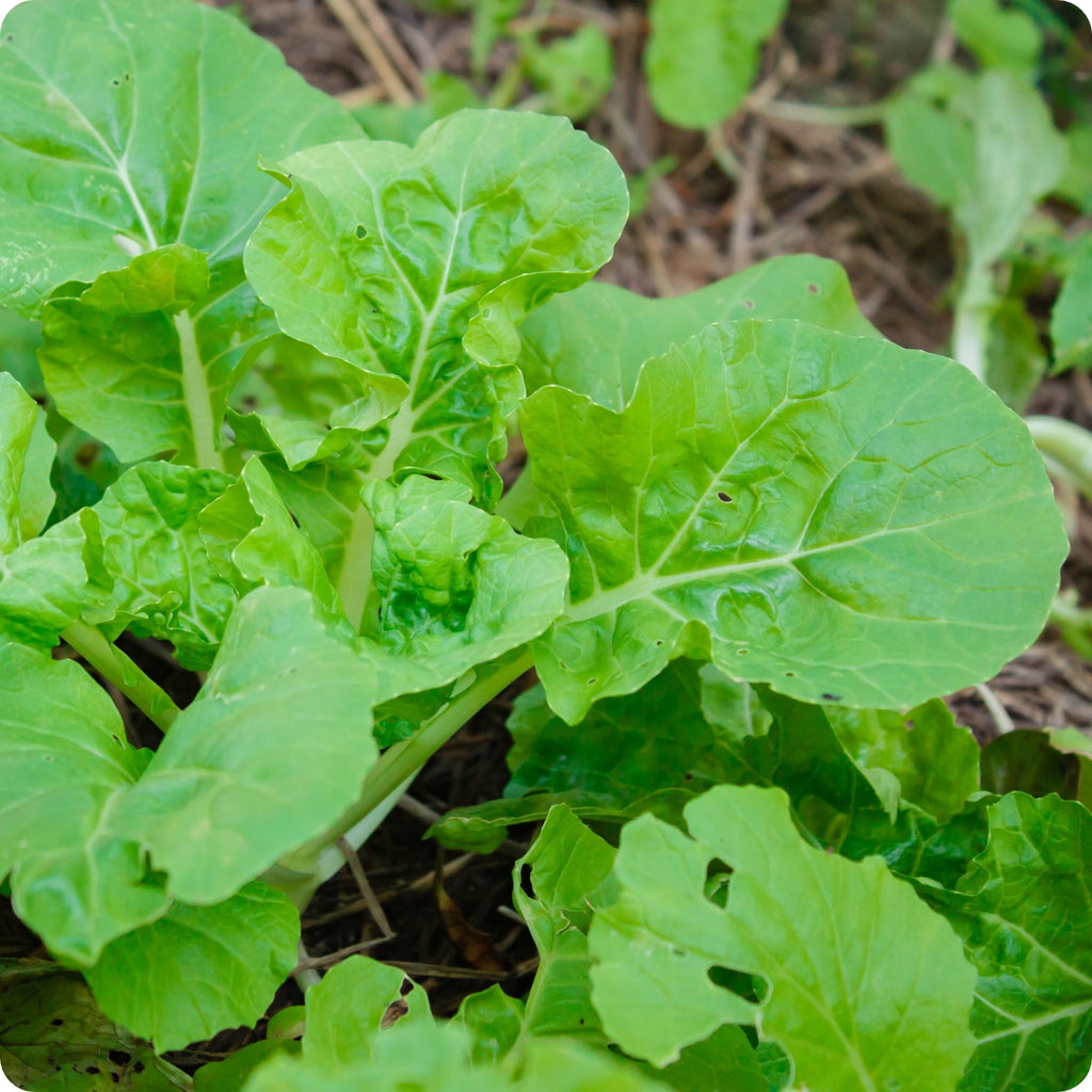 Cabbage - Tokyo Bekana