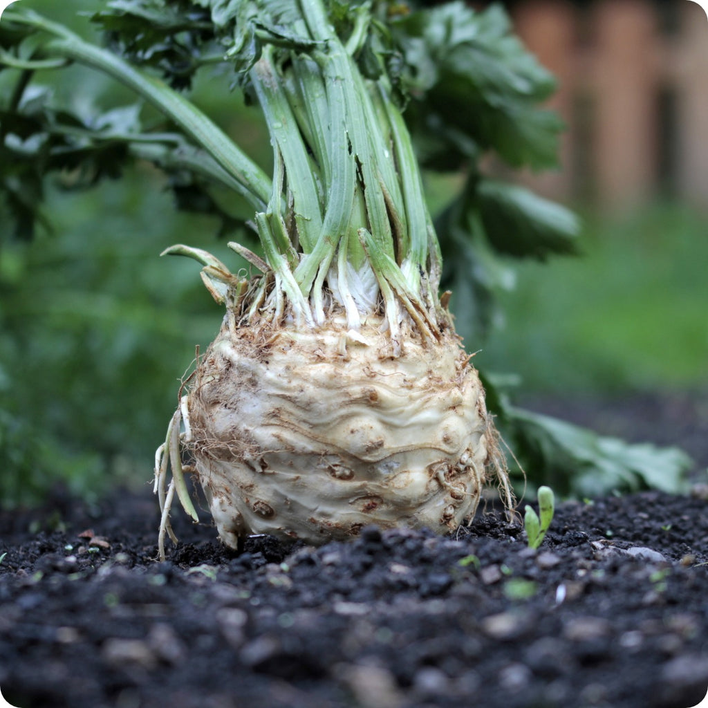 Celeriac - Brilliant