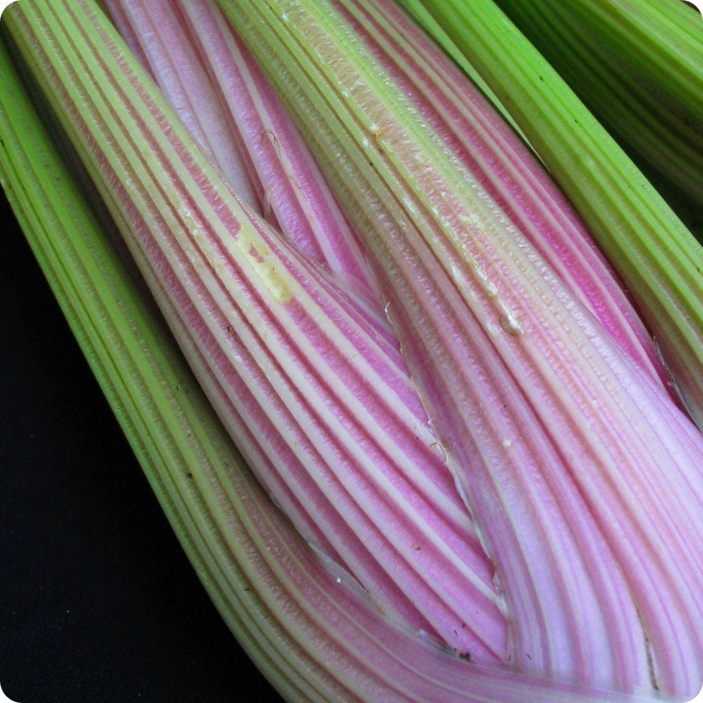 Celery - Pink Plume