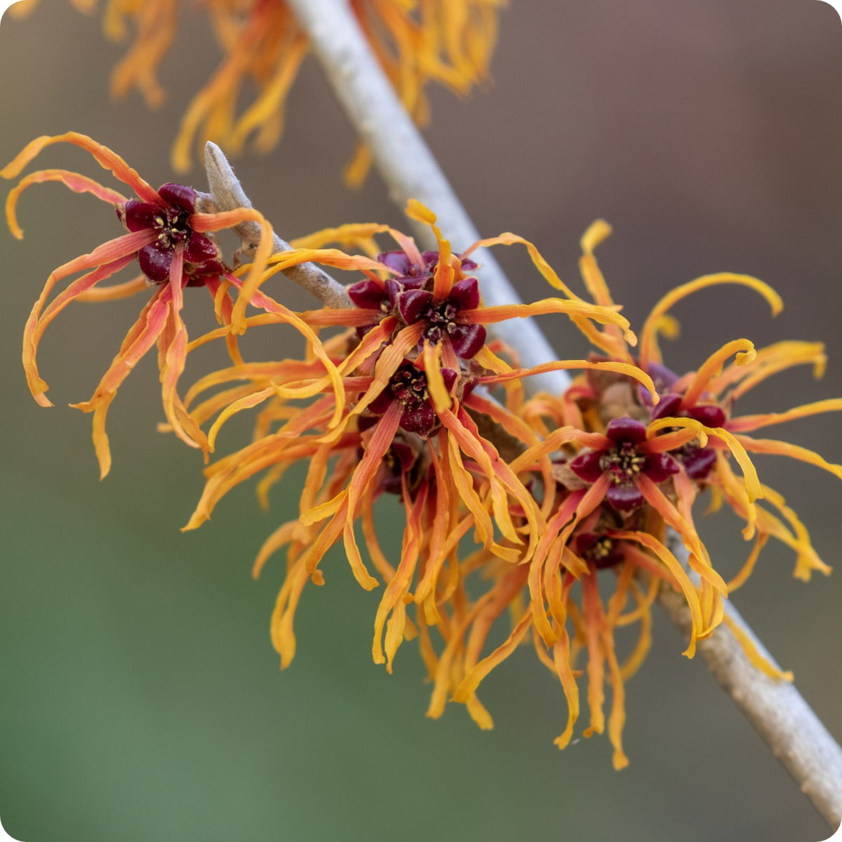 Witch Hazel Seeds - Ozark – The Incredible Seed Company Ltd