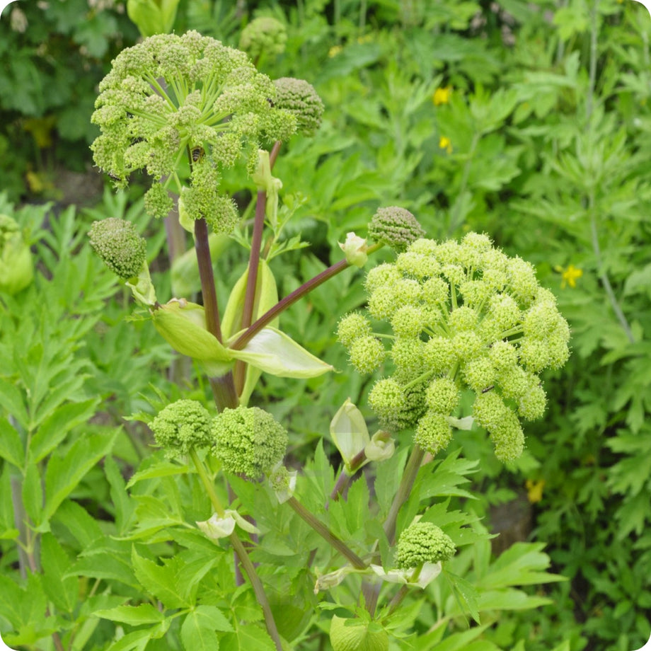 Edible Flower Seed Mix