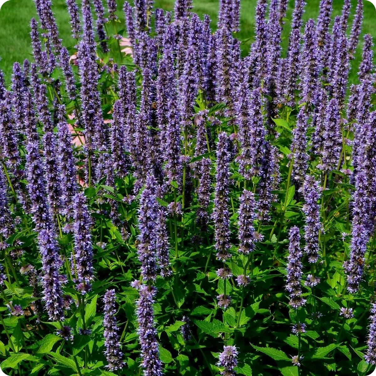 Anise Hyssop Seeds – Heirloom Untreated NON-GMO From Canada – The ...