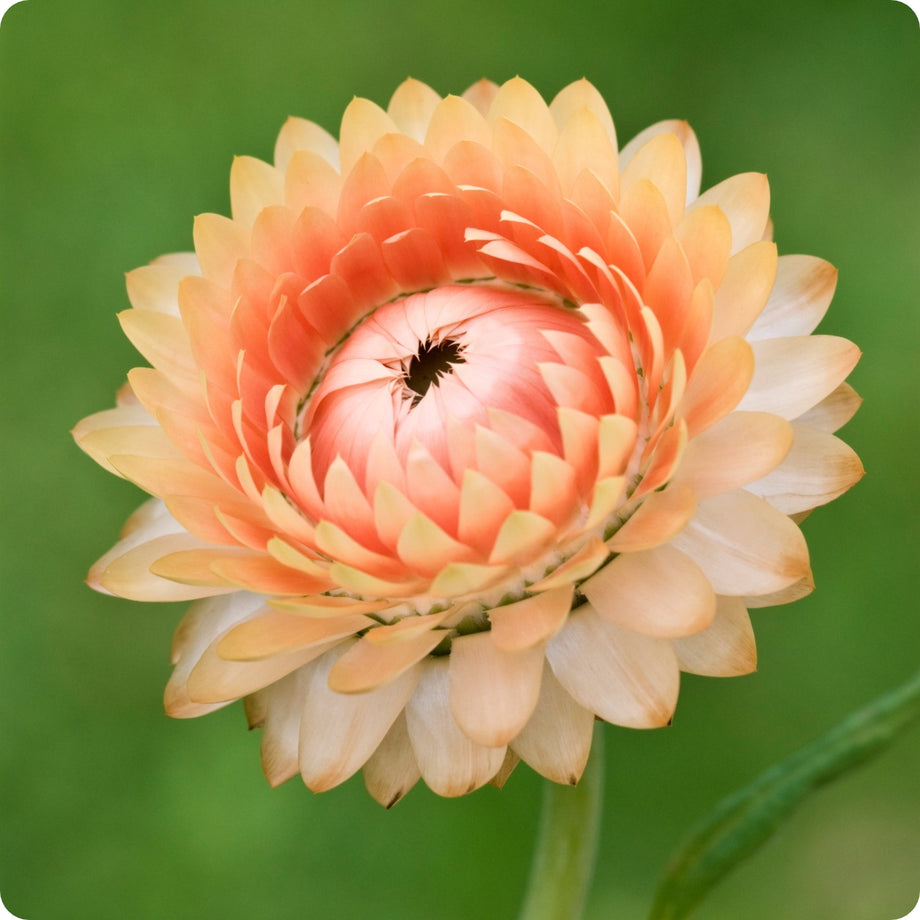 Strawflower Paper Daisy Helichrysum Monstrosum Seeds