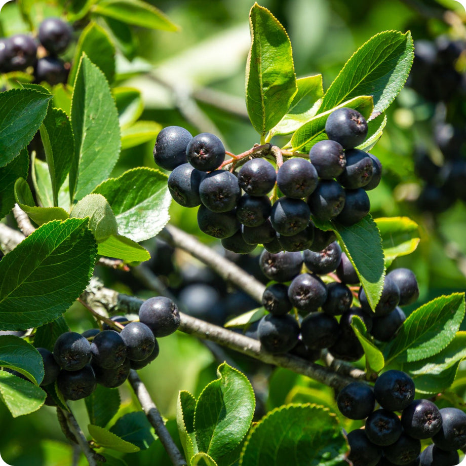 Aronia berry new arrivals