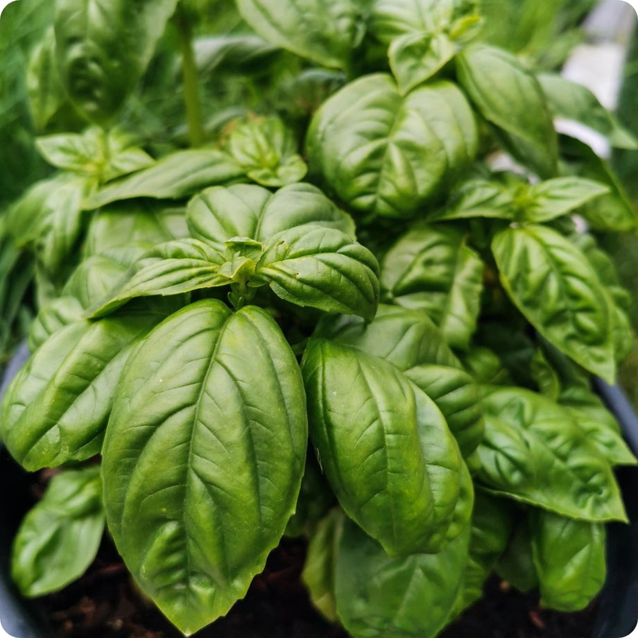 Basil Seeds Italian Large Leaf