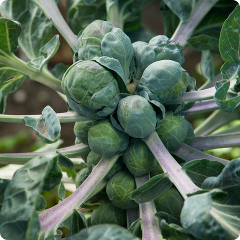 Brussels Sprouts Seeds - Long Island - Heirloom Untreated NON-GMO From ...