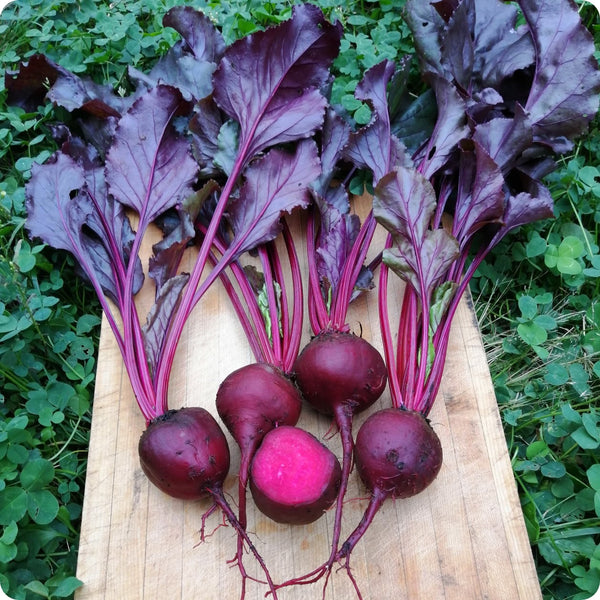 Image of Beet seeds vegetable