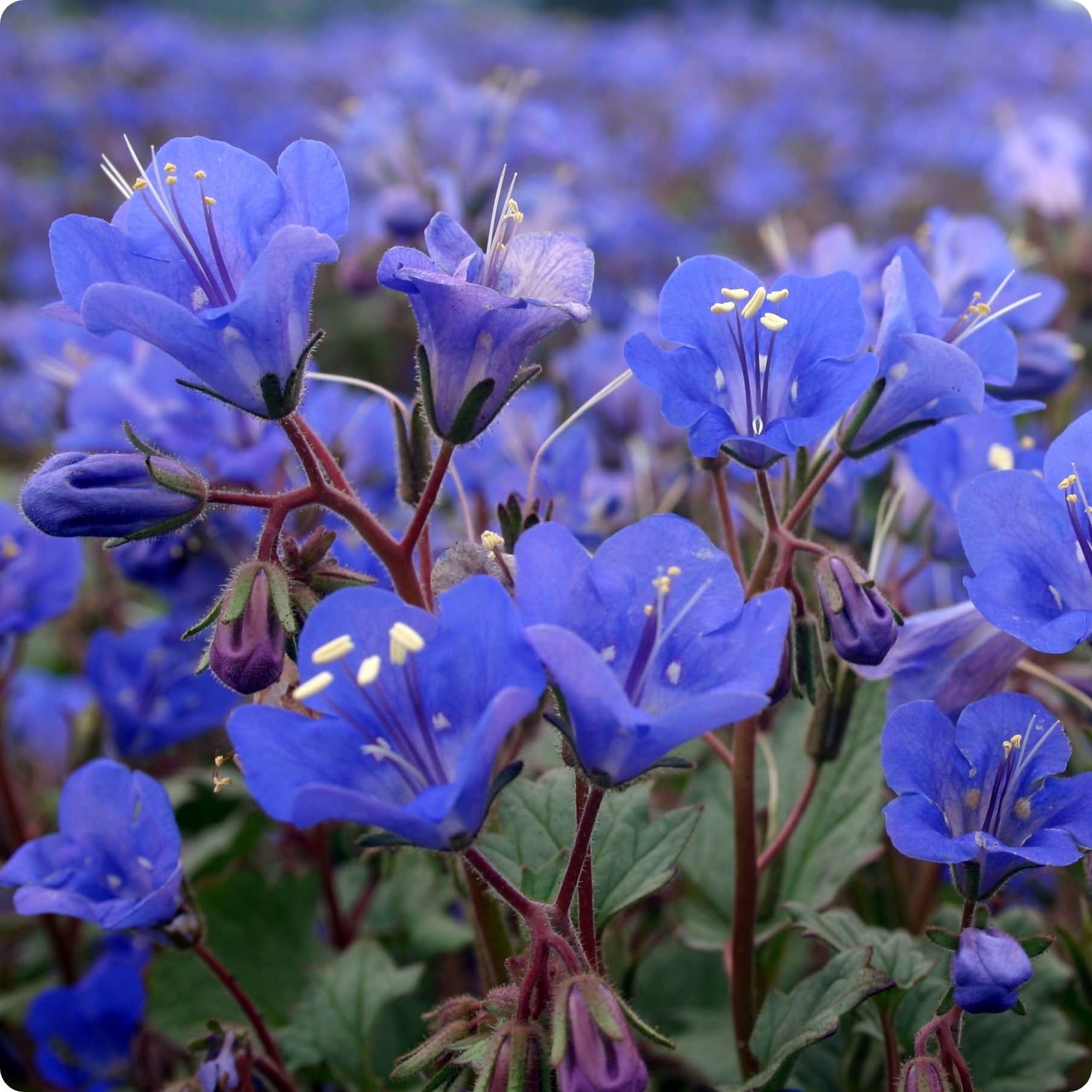 Bluebell – Yorkshire Flower Essences