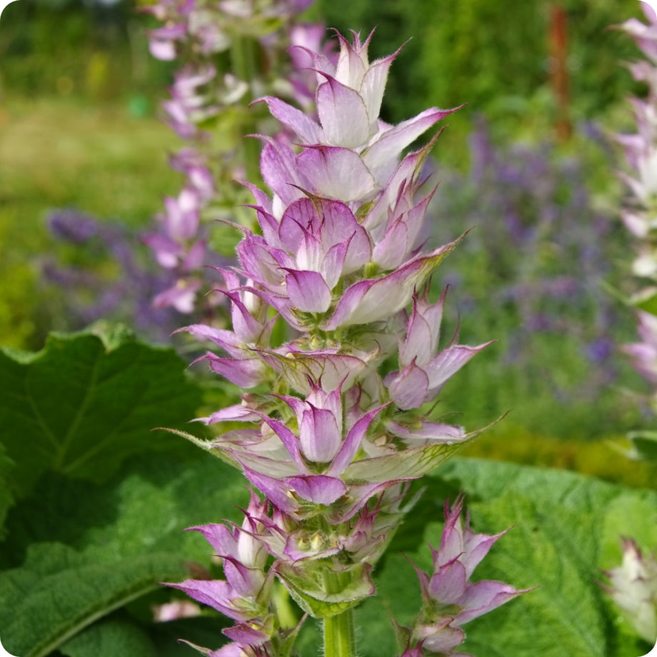 Salvia sage on sale