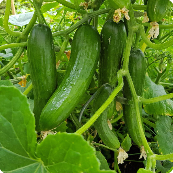 Tendergreen Burpless Cucumber Seeds - Heirloom Untreated NON-GMO From ...