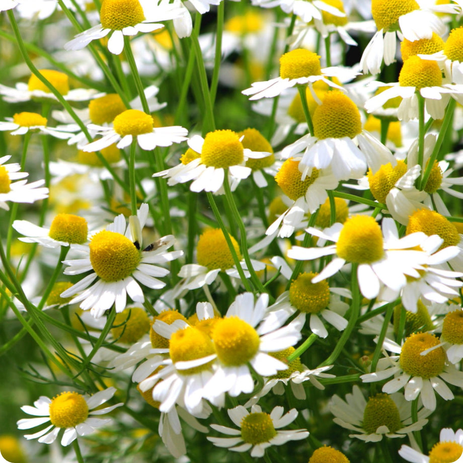 Chamomile Seeds German