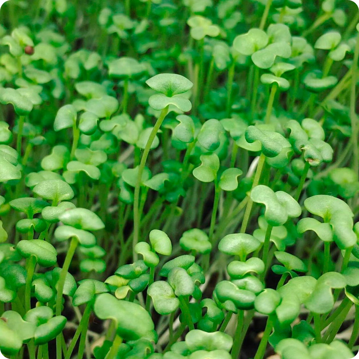 Shop for Microgreen Seeds at The Incredible Seed Company Ltd: Heirloom ...