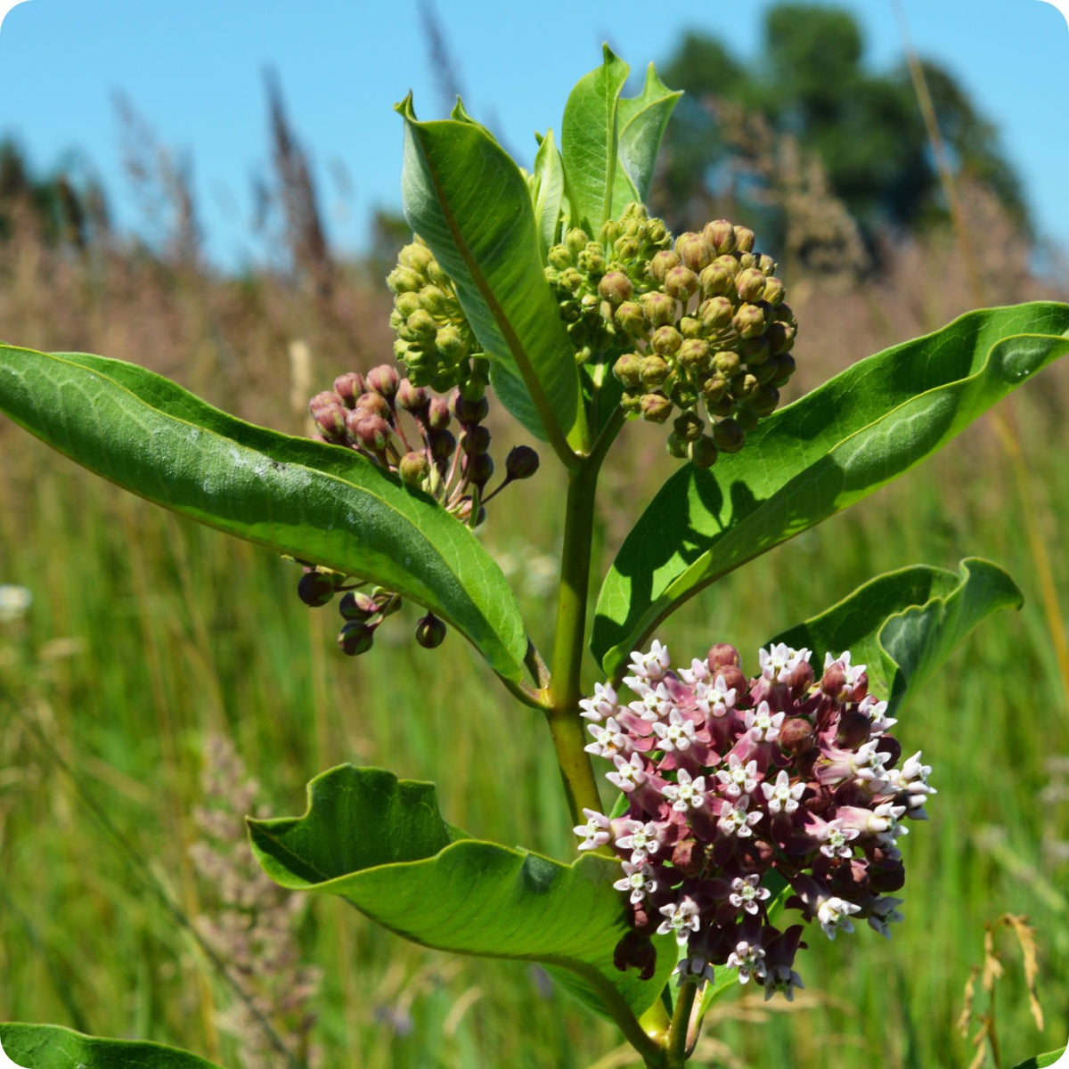 Milkweed Seeds - Common – The Incredible Seed Company Ltd