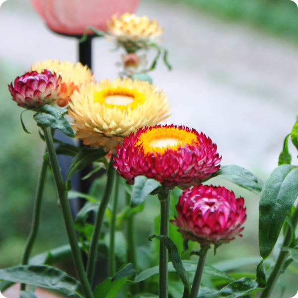 Classic Strawflower Mix (Helichrysum monstrosum) - Annie's