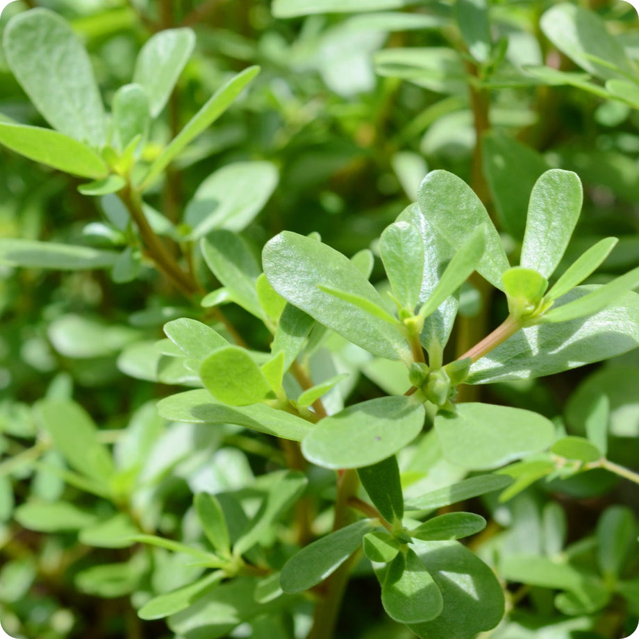 Purslane seeds online