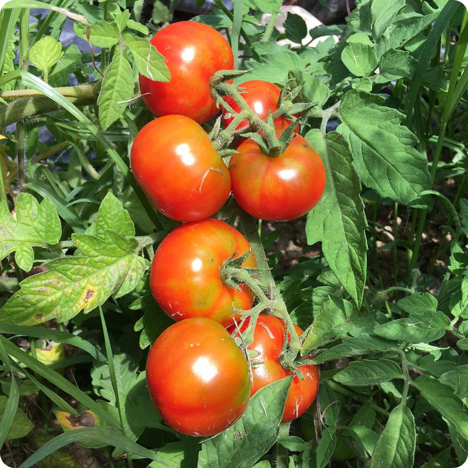 Star tomato - Vertiloom