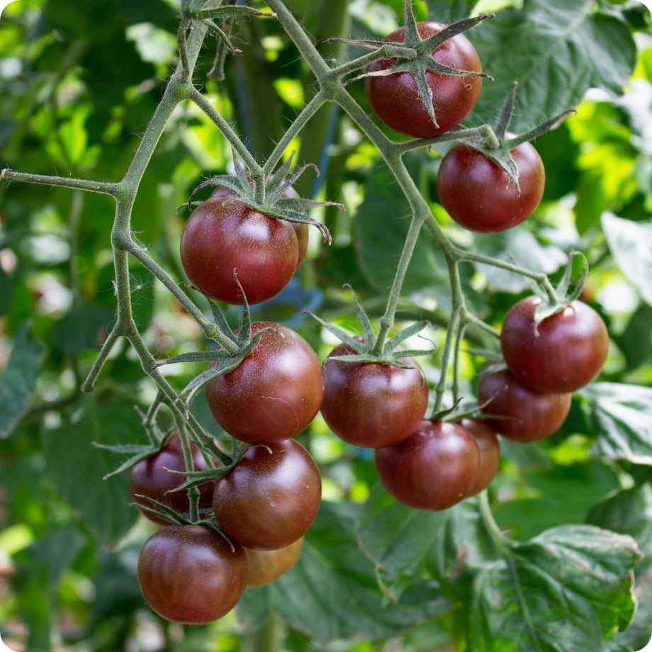 Black Brandywine Tomato regular Leaf Seeds Heirloom Organic -  Canada