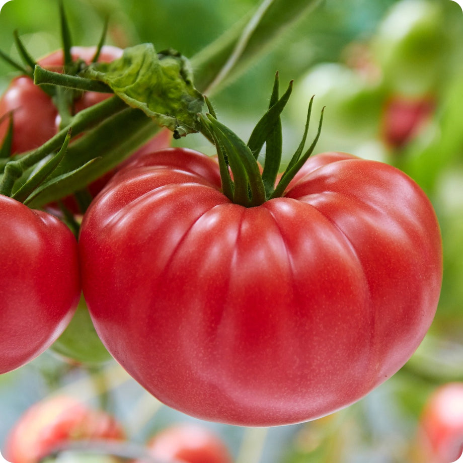 Pink Brandywine Tomato Seeds | Heirloom | Organic