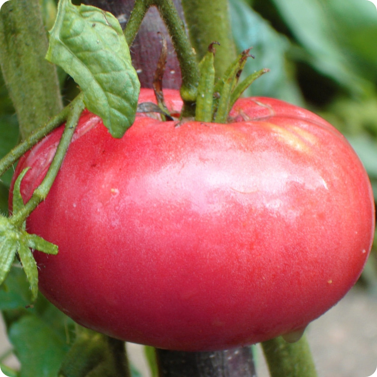 Arlo Vegetable seeds 25 of Brandywine Pink tomato - heirloom vegetable  Large fruit USA Variety : : Garden & Outdoors
