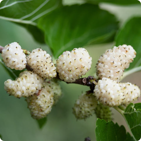 Mulberry Seeds - White Mulberry - Heirloom Untreated NON-GMO From Canada