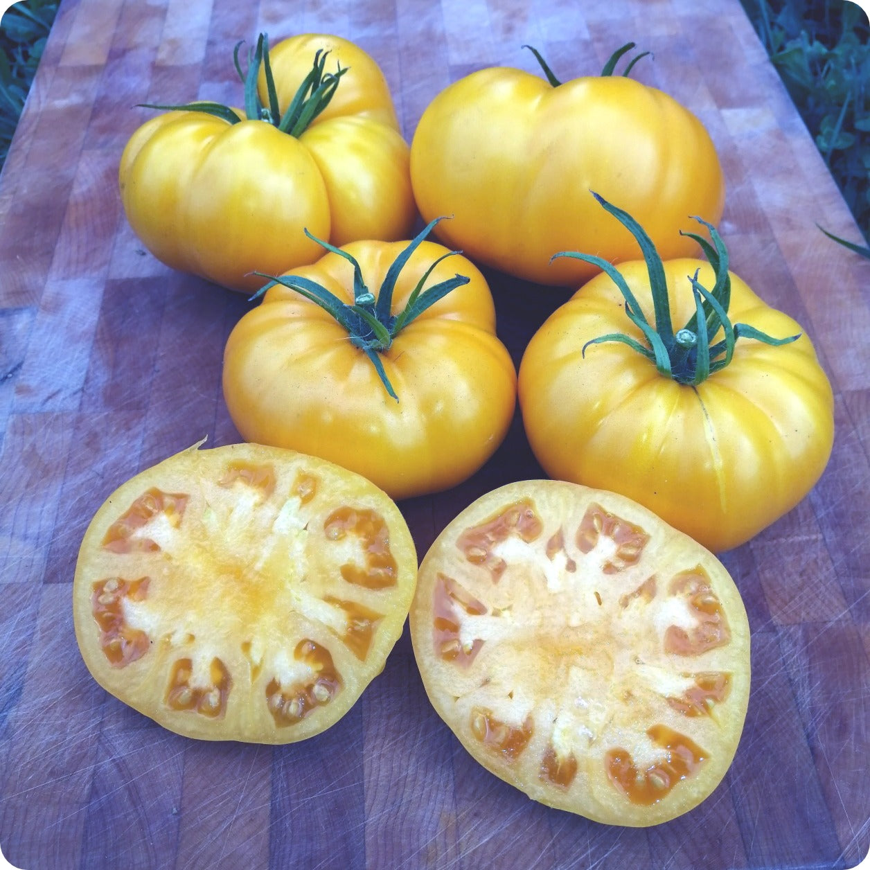 Organic Yellow Brandywine Heirloom Tomatoes, 1 lb